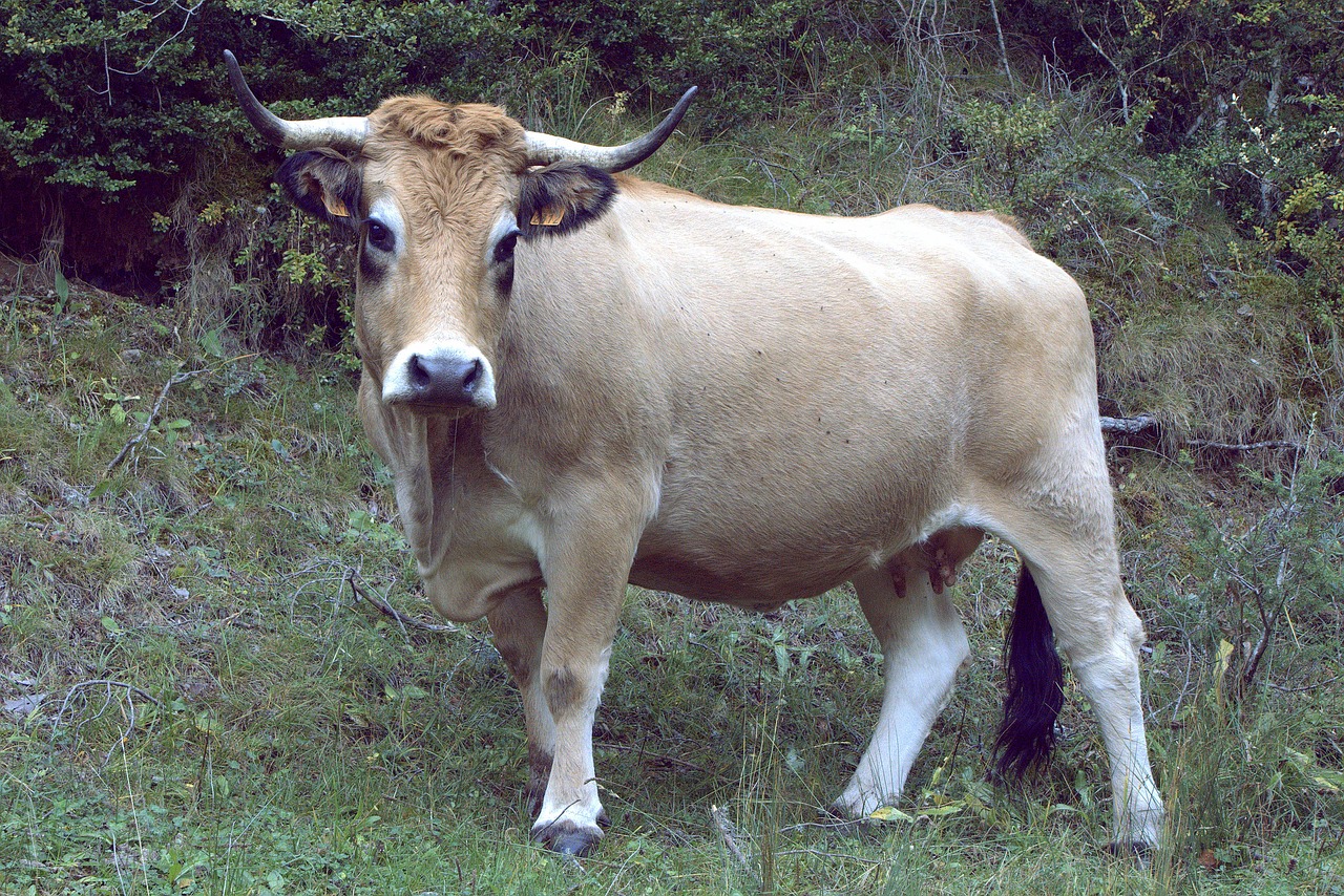 Karvė, Gyvūnas, Veršiena, Gyvūninė Prigimtis, Blondinė Karvė, Pienas, Maistas, Karvės Pėsčiomis, Nemokamas Vaizdas, Fauna