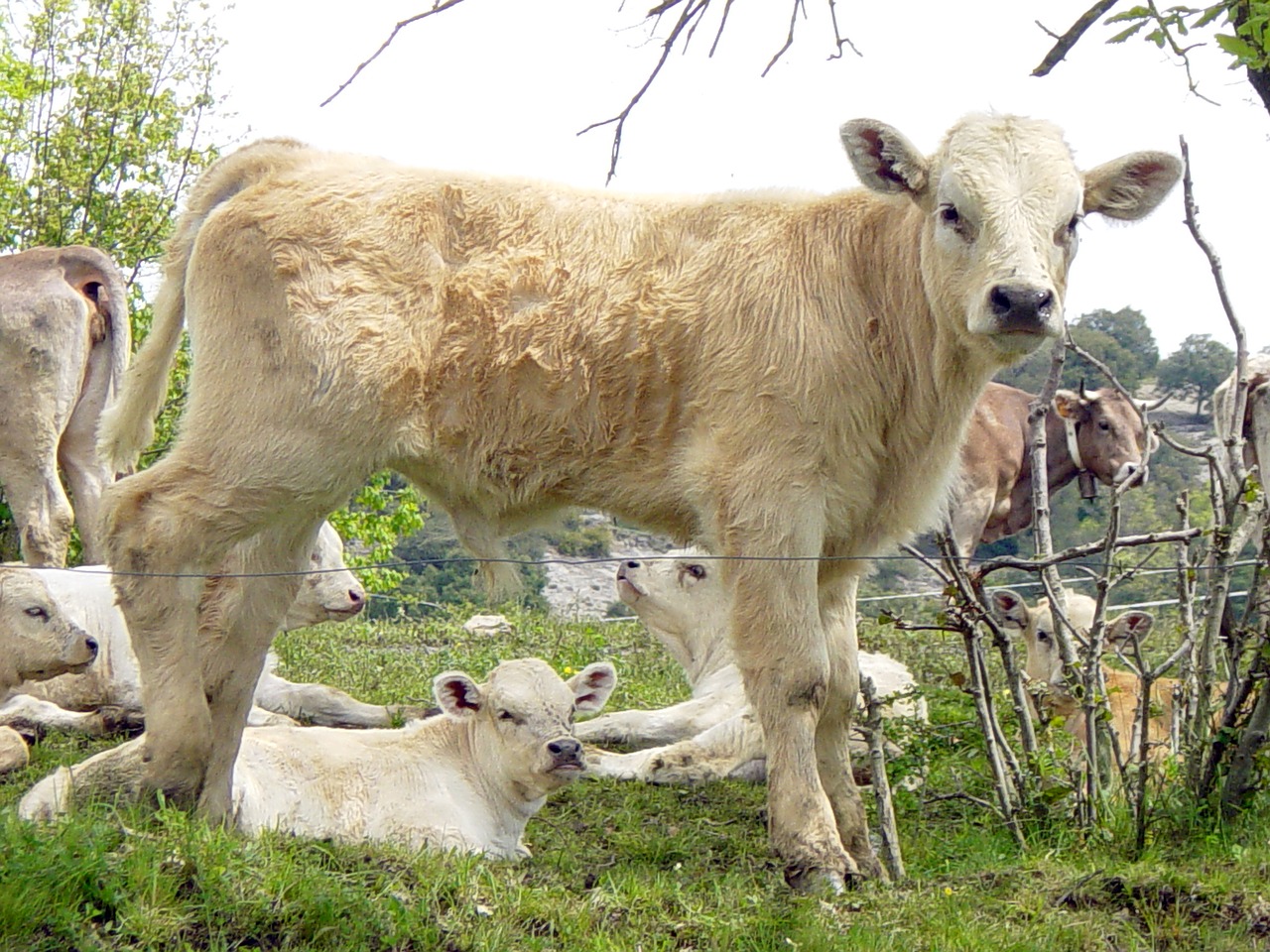 Karvė, Karvės, Blondinė Karvė, Veršiena, Gyvūnas, Karvės Gyvūnas, Veršelis, Nemokamos Nuotraukos,  Nemokama Licenzija