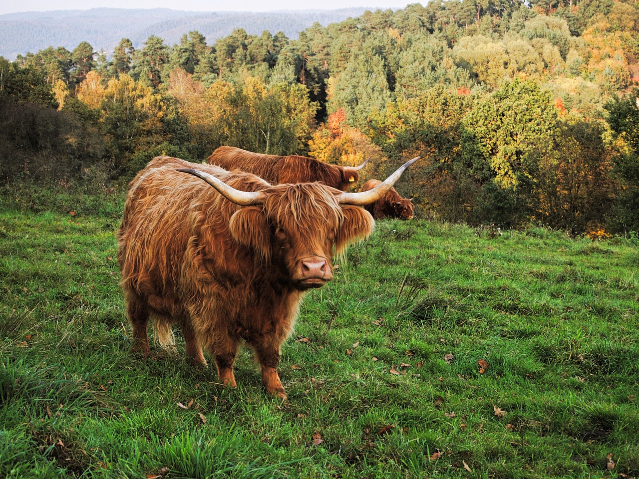 Karvė, Jautiena, Highland Beef, Kalnų Pievos, Galvijai, Karvės, Ganykla, Gyvūnas, Gamta, Vasara