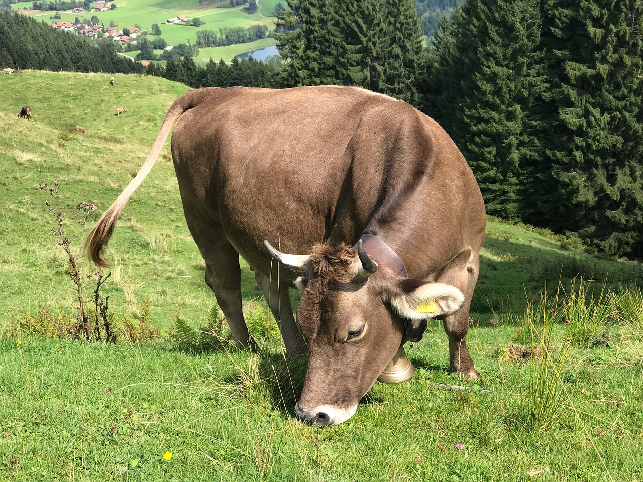 Karvė, Allgäu, Allgäu Rudas, Ganykla, Karvės, Žemdirbystė, Gamta, Atrajotojas, Pieno Karvė, Bavarija