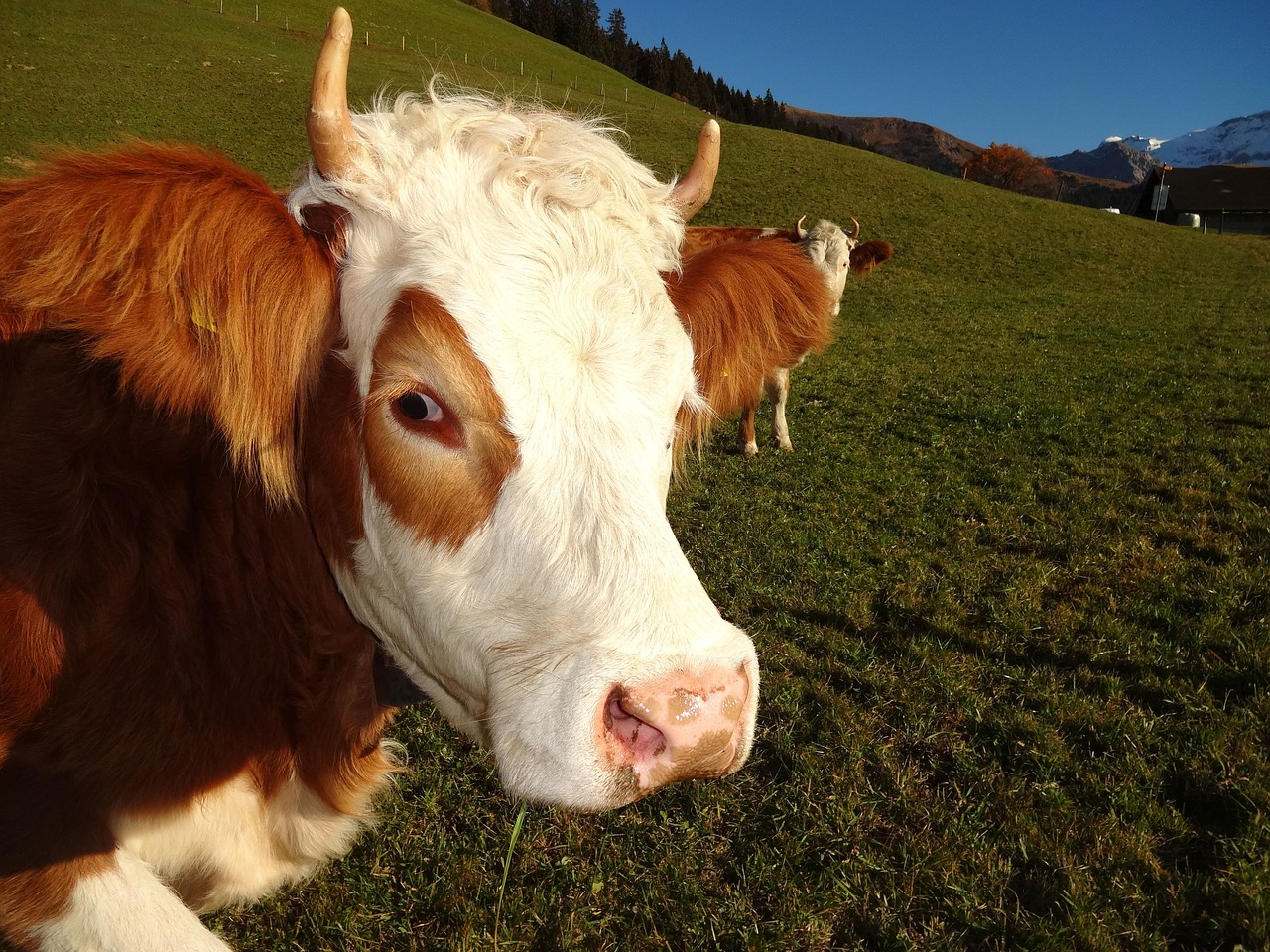 Karvė, Simmentinė Karvė, Vairavimas, Berni Oberland, Ragas, Alpių, Simmental, Ragai, Karvių Ganyklos, Nemokamos Nuotraukos