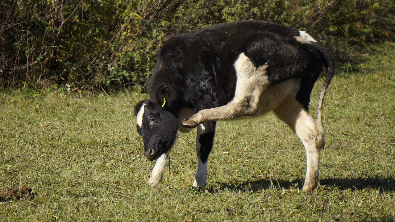 Karvė, Laukas, Žemdirbystė, Ganykla, Žalias, Žolė, Gyvūnas, Gamta, Jautiena, Ganyti