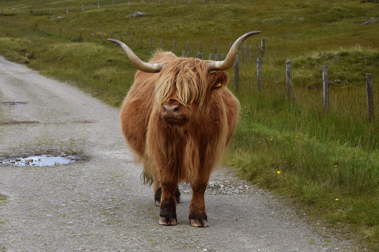 Karvė, Škotija, Gyvūnas, Kalnų Karvės, Nemokamos Nuotraukos,  Nemokama Licenzija