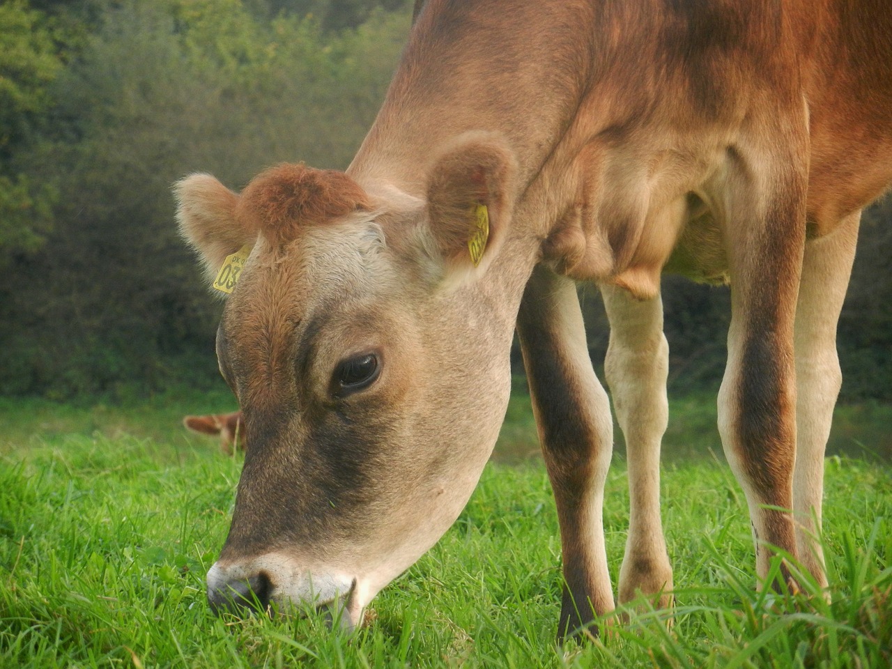 Karvė, Ganykla, Ūkis, Laukas, Nemokamos Nuotraukos,  Nemokama Licenzija