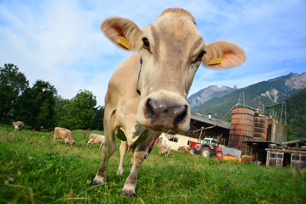 Karvė, Šveicarija, Karvės, Galvijai, Veršelis, Jautiena, Žemės Ūkio, Ekonomika, Nemokamos Nuotraukos,  Nemokama Licenzija