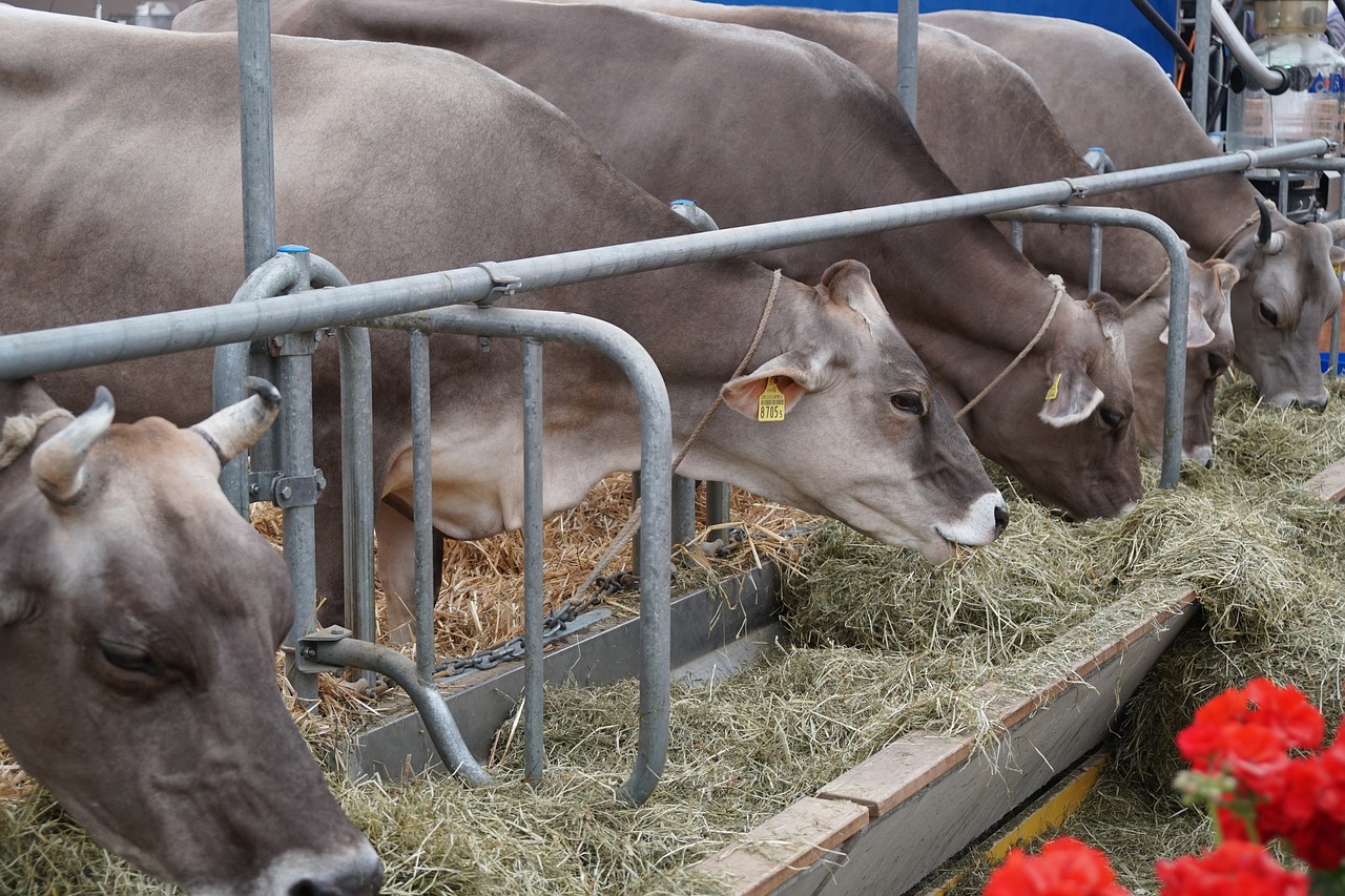 Karvė,  Valgyti,  Vilkinti,  Hay,  Žemdirbystė,  Ūkis,  Galvijų,  Žinduolis,  Ganosi,  Jautiena