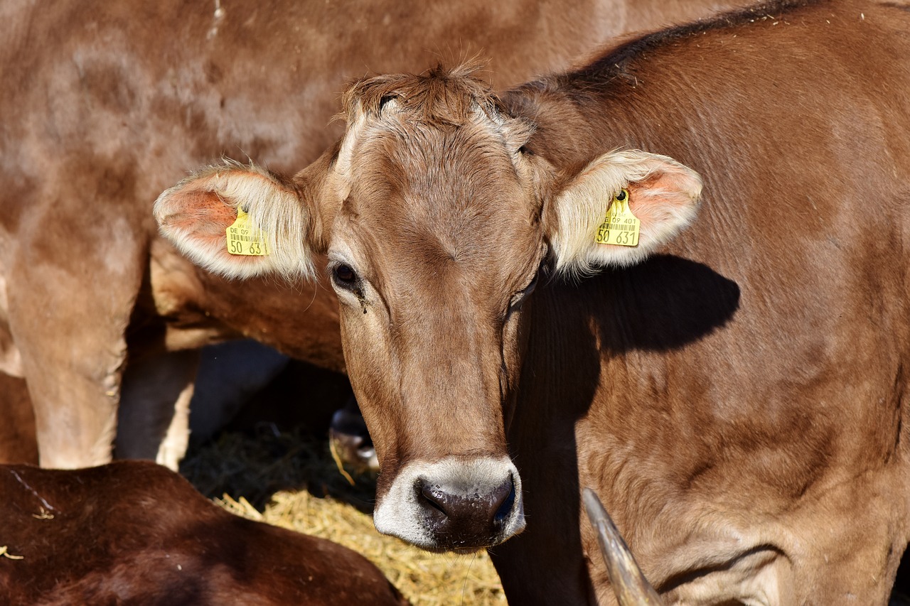 Karvė,  Bull,  Jautiena,  Galvijų,  Gyvulininkystė,  Ūkis,  Pulko,  Žemdirbystė,  Rudi,  Atrajotojų