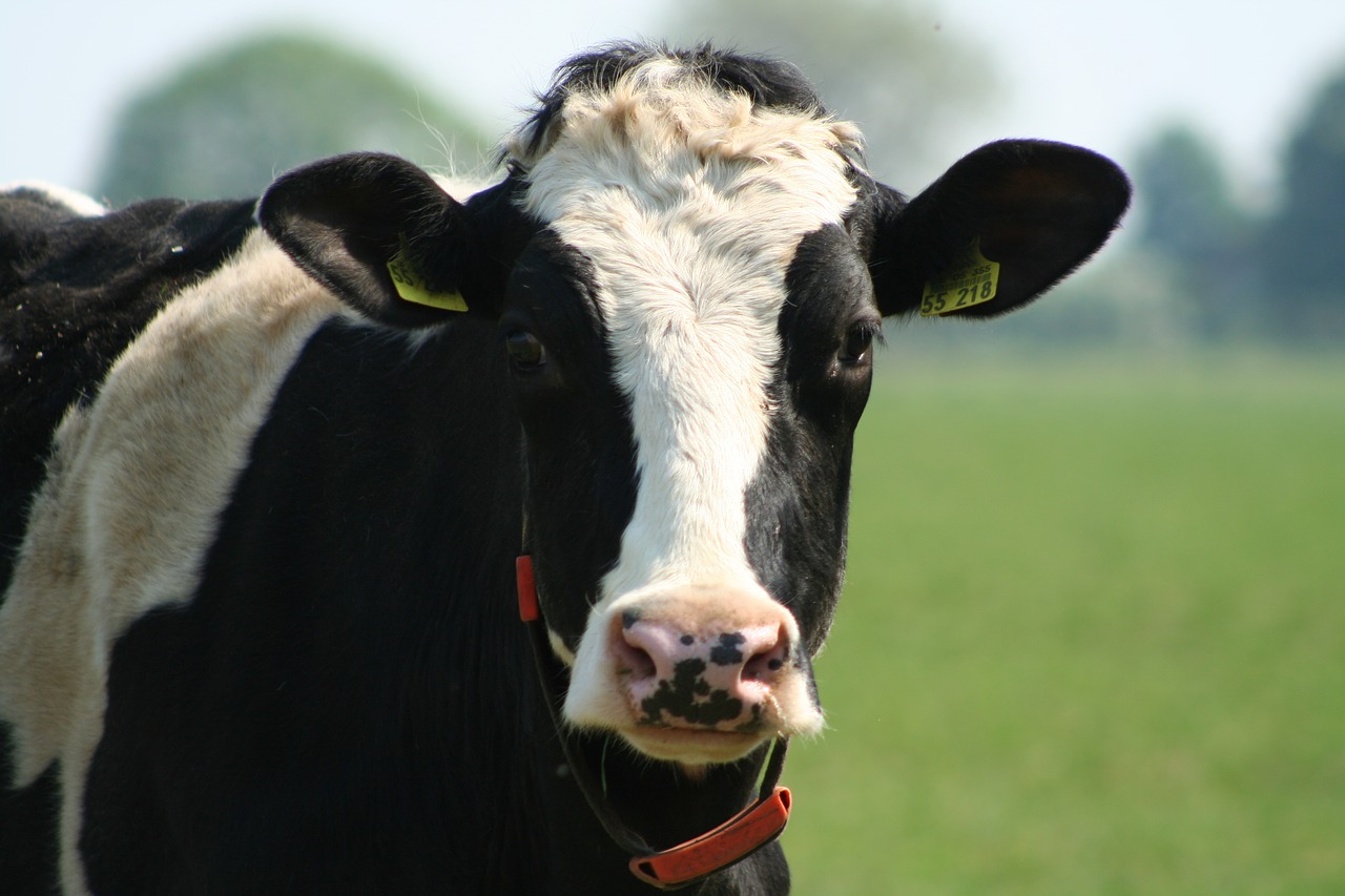 Karvė,  Karvės,  Iš Arti,  Ūkis,  Juodai-Balta Karvė,  Nyderlandai, Nemokamos Nuotraukos,  Nemokama Licenzija