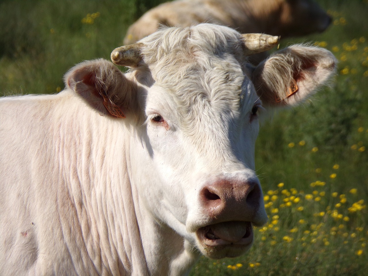 Karvė,  Normande Karvė,  Ganyklos,  Prerijų,  Laukas, Nemokamos Nuotraukos,  Nemokama Licenzija