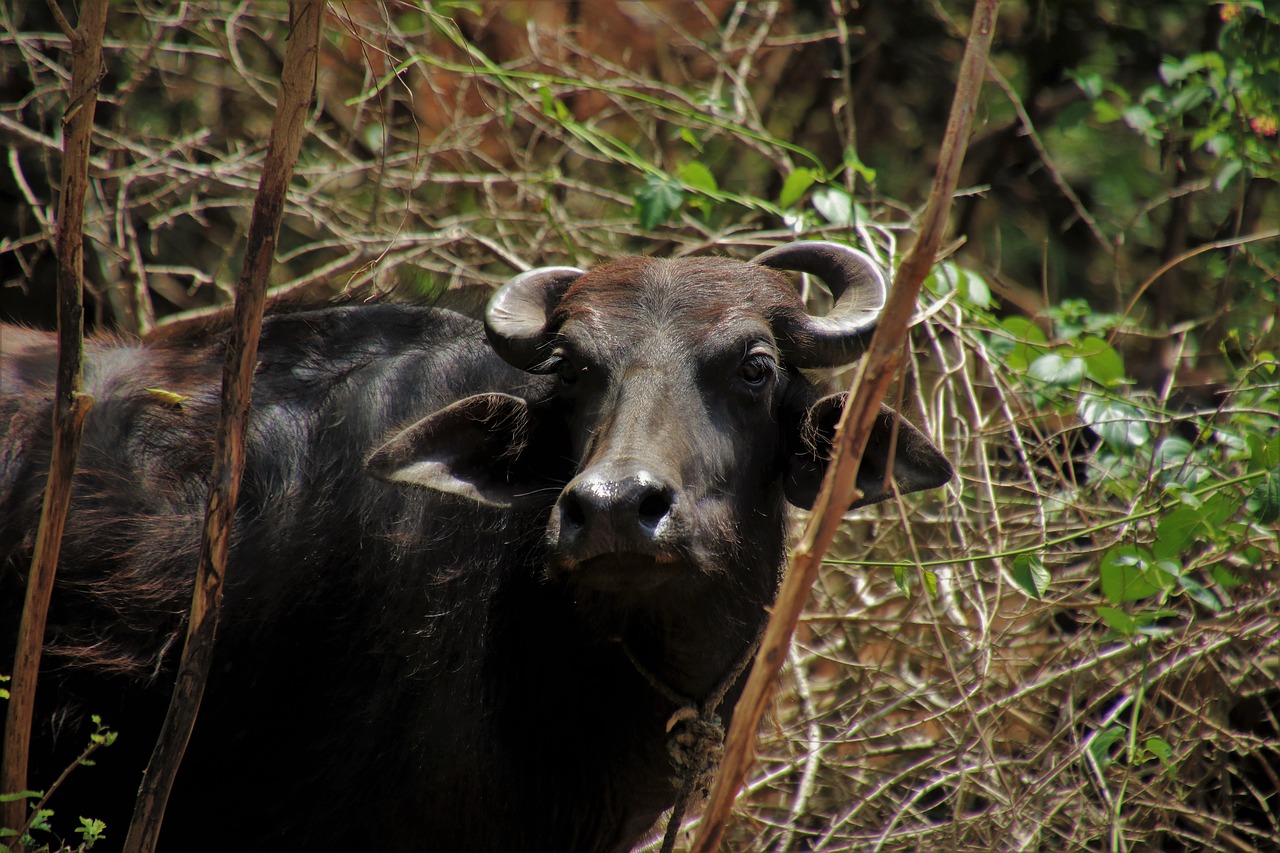 Karvė,  Buffalo,  Gyvūnas,  Egzotiškas,  Šri Lanka,  Galvijų,  Atogrąžų,  Pobūdį,  Jautiena,  Augalų