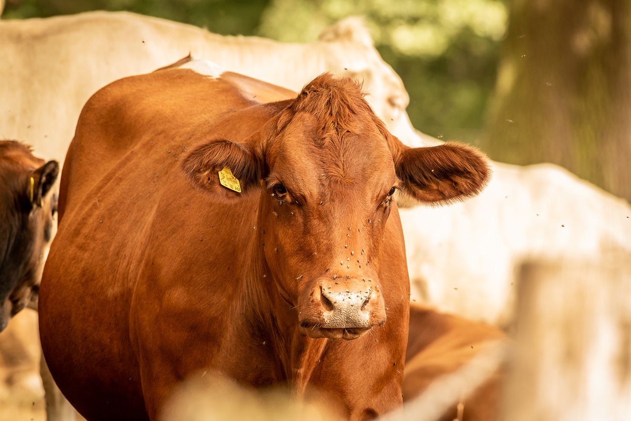 Karvė,  Jautiena,  Galvijų,  Žemdirbystė,  Ganyklos,  Kaimo,  Gyvuliai, Nemokamos Nuotraukos,  Nemokama Licenzija