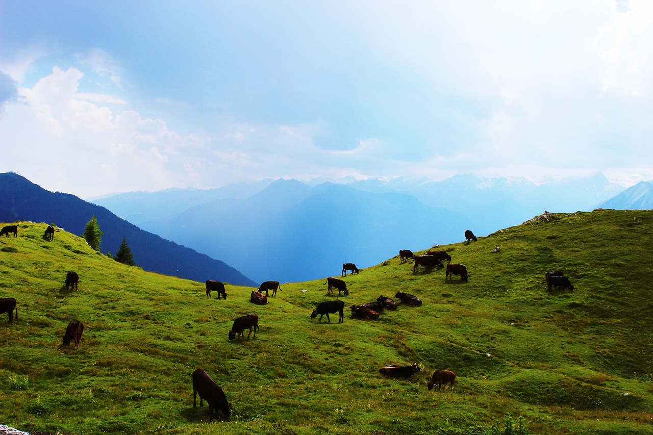 Karvė,  Kalnai,  Ganyklos,  Kraštovaizdis,  Alpine,  Meadow,  Žolė,  Vasara,  Gyvūnai,  Pobūdį