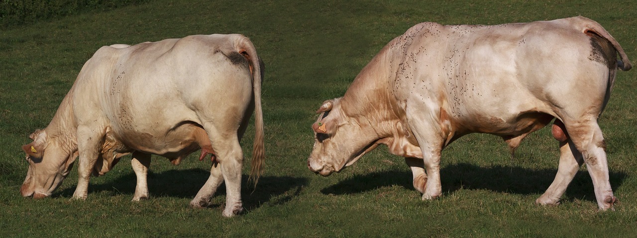 Karvė,  Bull,  Gyvūnas,  Galvijų,  Žinduolis,  Ganyklos,  Pobūdį,  Žemdirbystė,  Atrajotojų,  Meadow