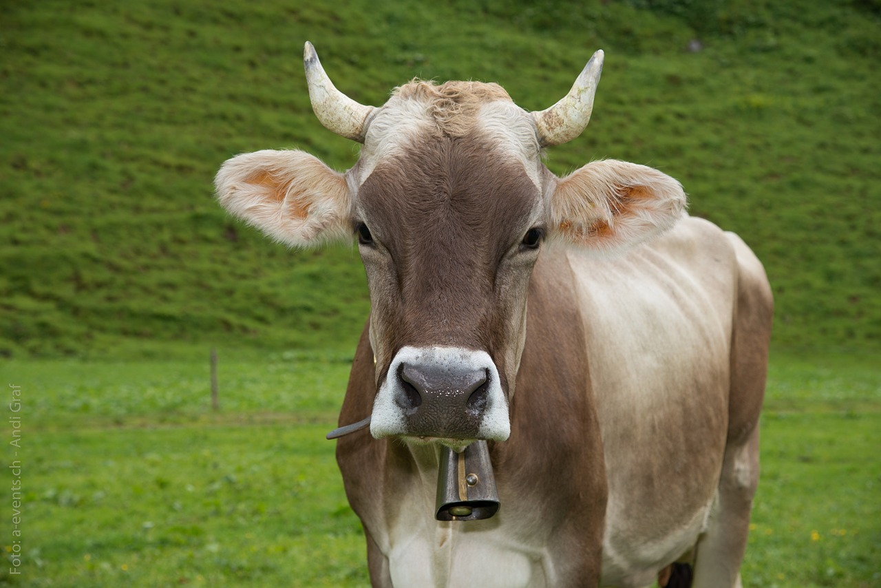 Karvė, Gyvūnas, Alp, Šveicarija, Glarus Kantonas, Glarus, Alpių Ganyklos, Nemokamos Nuotraukos,  Nemokama Licenzija