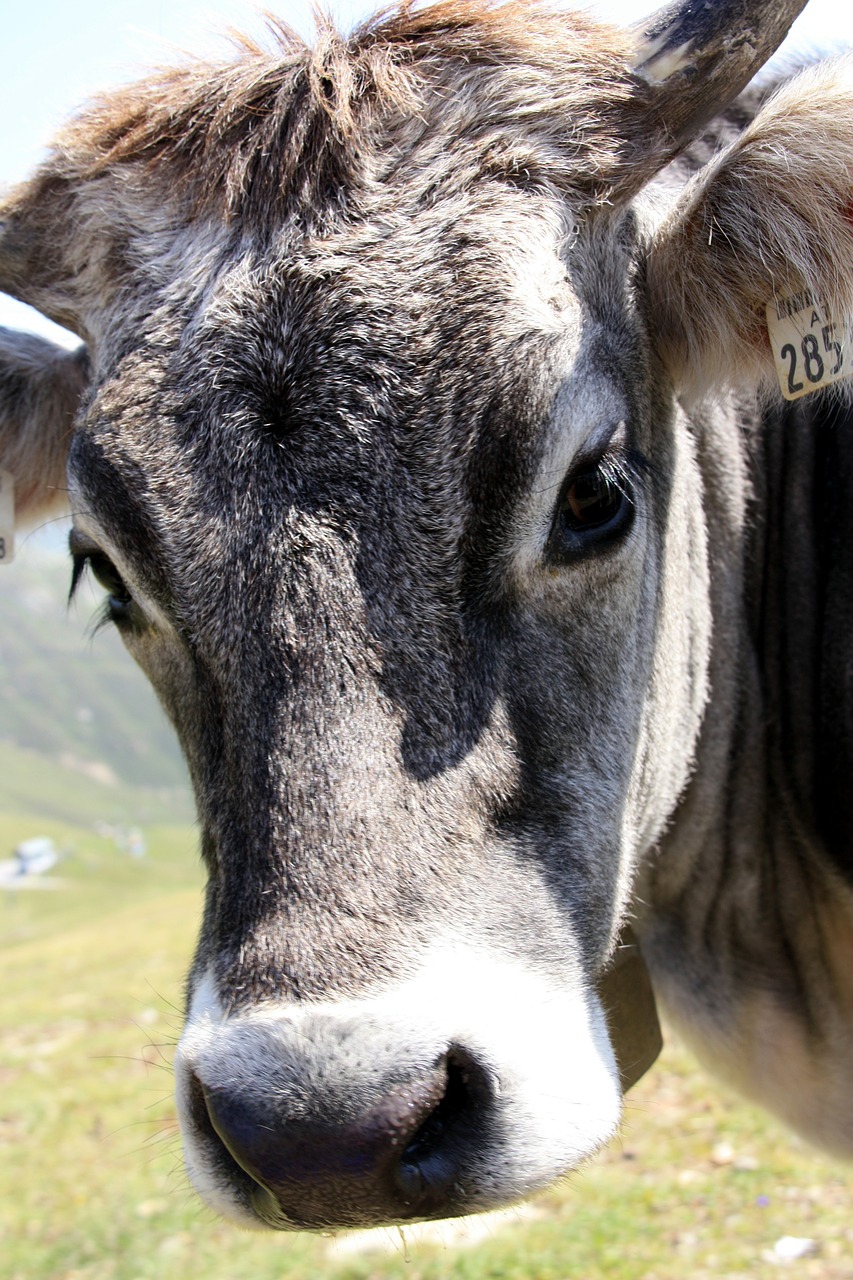 Karvė, Bavarija, Galvijai, Pieno Karvė, Atrajotojas, Nemokamos Nuotraukos,  Nemokama Licenzija