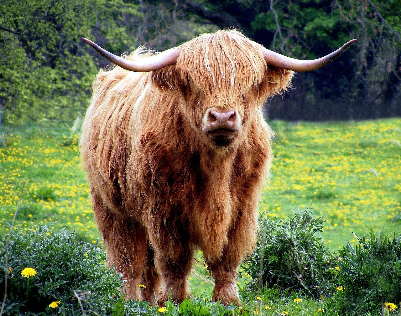 Karvė, Bulius, Ragai, Kailis, Marškiniai, Ganykla, Laukas, Žolė, Highland, Škotija