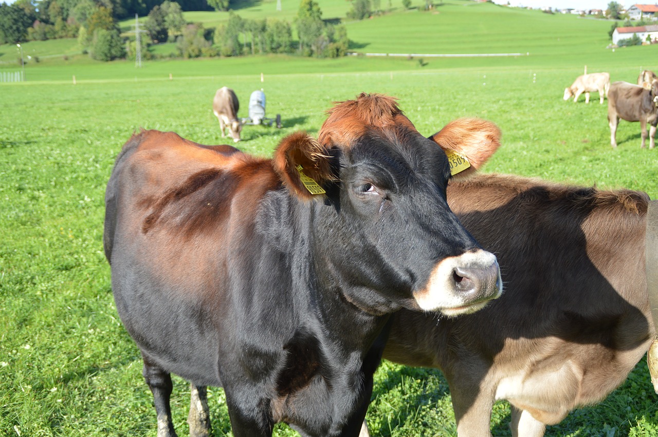 Karvė, Allgäu, Pieva, Pieniniai Galvijai, Galvijai, Ūkis, Tipai, Žemdirbystė, Nemokamos Nuotraukos,  Nemokama Licenzija