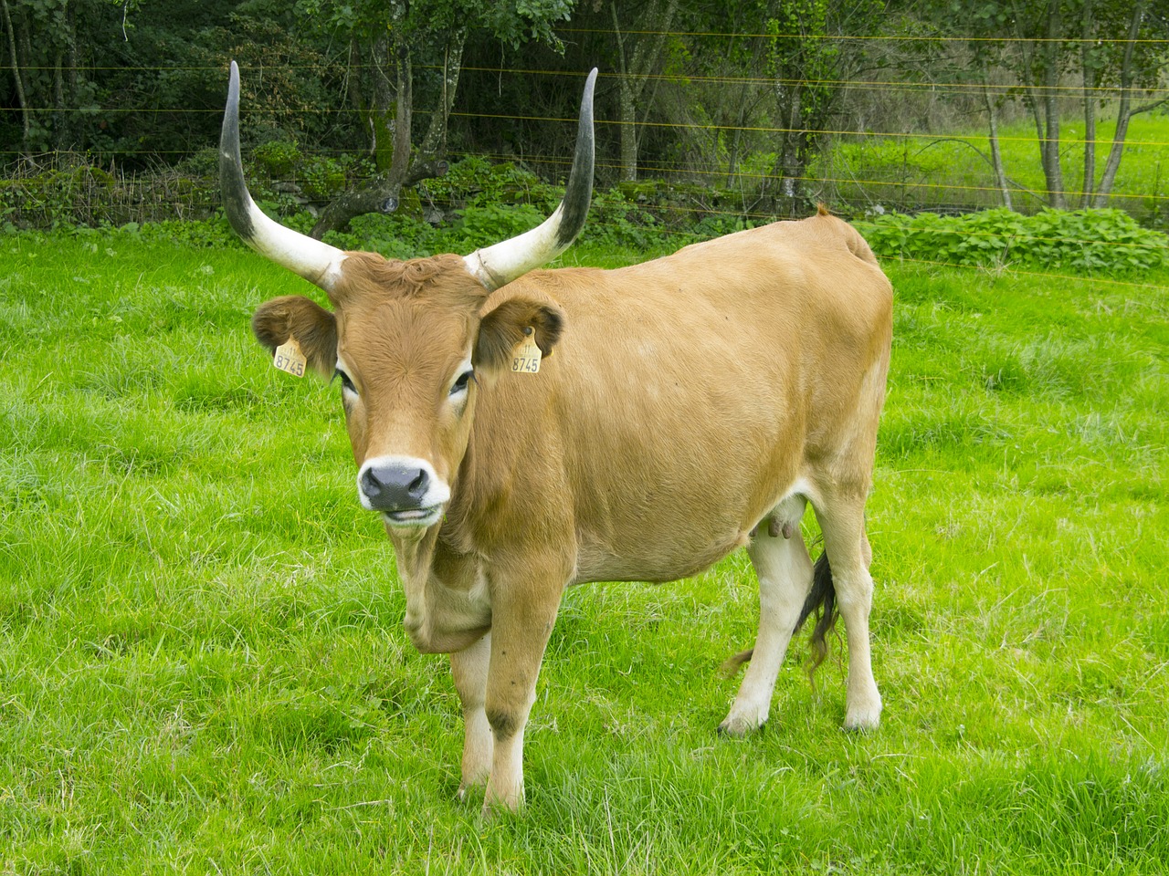 Karvė, Gyvuliai, Žalias, Nemokamos Nuotraukos,  Nemokama Licenzija