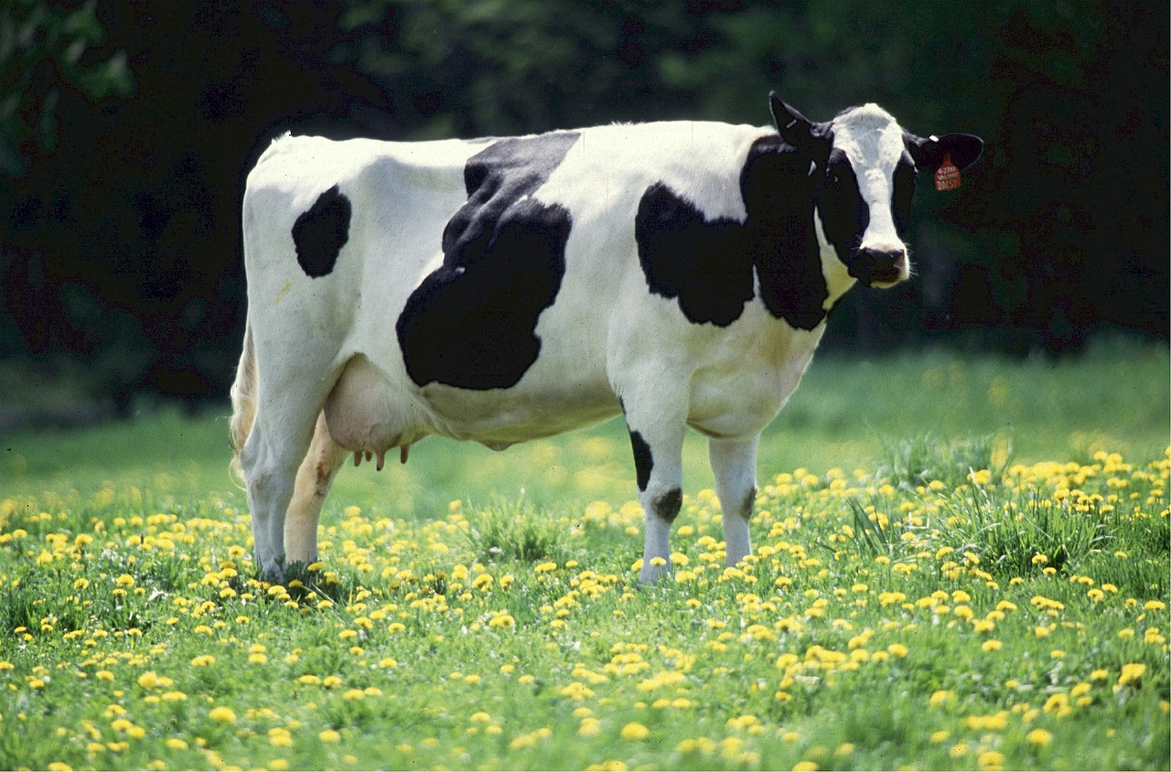 Karvė, Pieno, Galvijai, Pienas, Kaimas, Žemdirbystė, Sviestas, Sūris, Ūkininkavimas, Gyvuliai