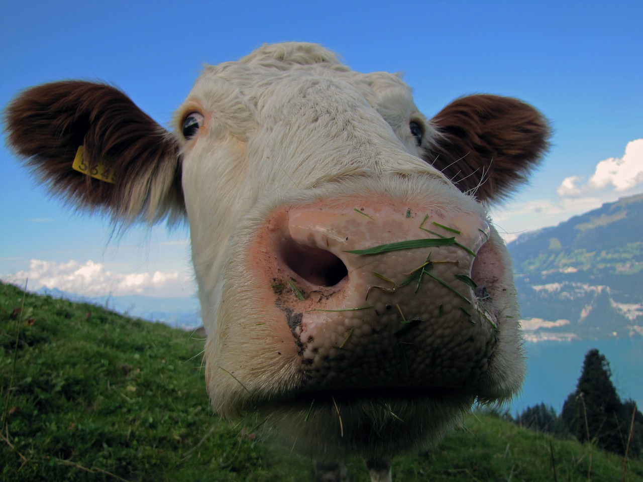 Karvė, Žiūrėti, Ežeras, Jautiena, Šveicarija, Galvijai, Nemokamos Nuotraukos,  Nemokama Licenzija