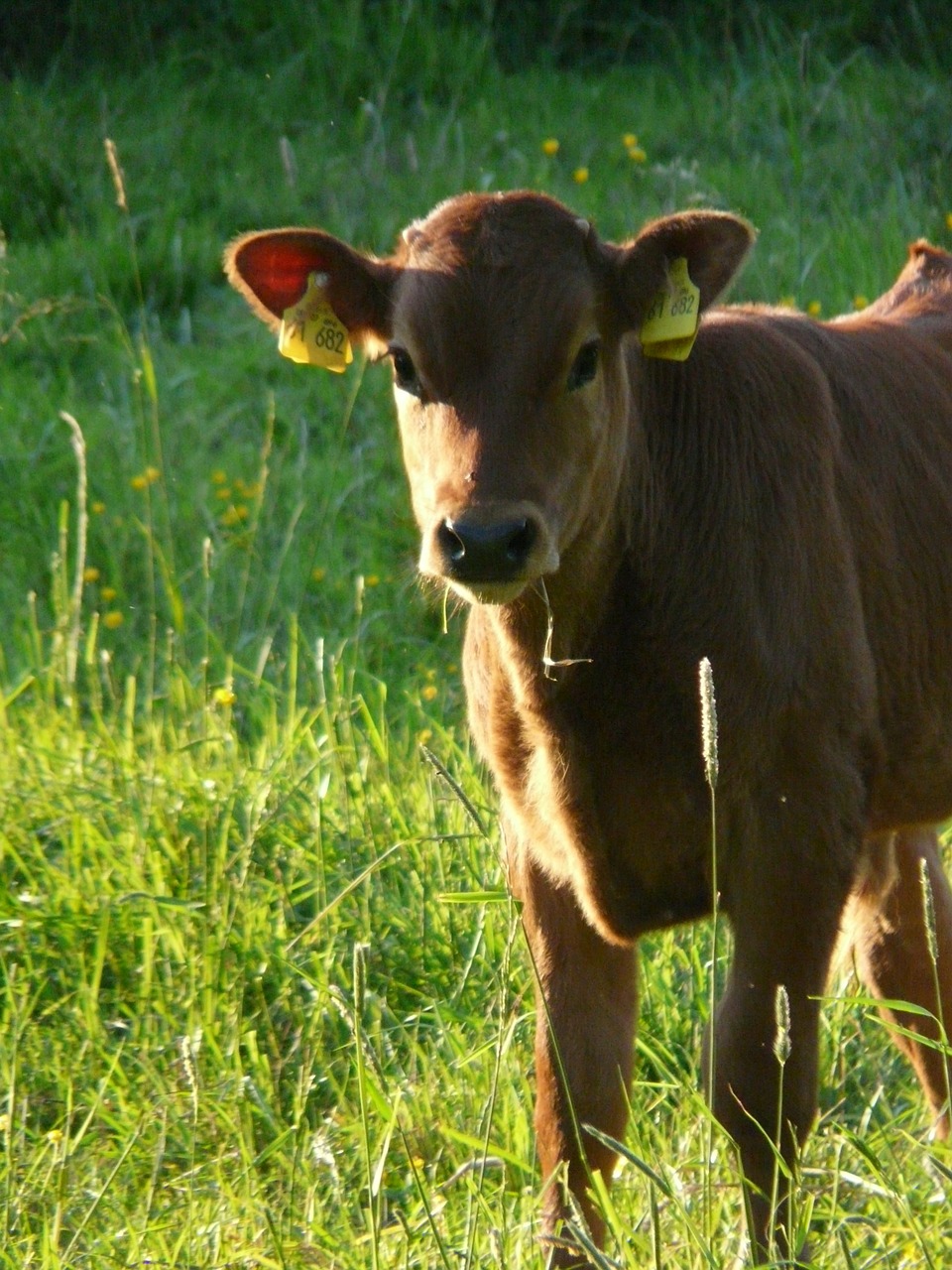 Karvė, Naminiai Galvijai, Jautiena, Bos Primigenius Taurus, Galvijai, Gyvuliai, Žemdirbystė, Nemokamos Nuotraukos,  Nemokama Licenzija