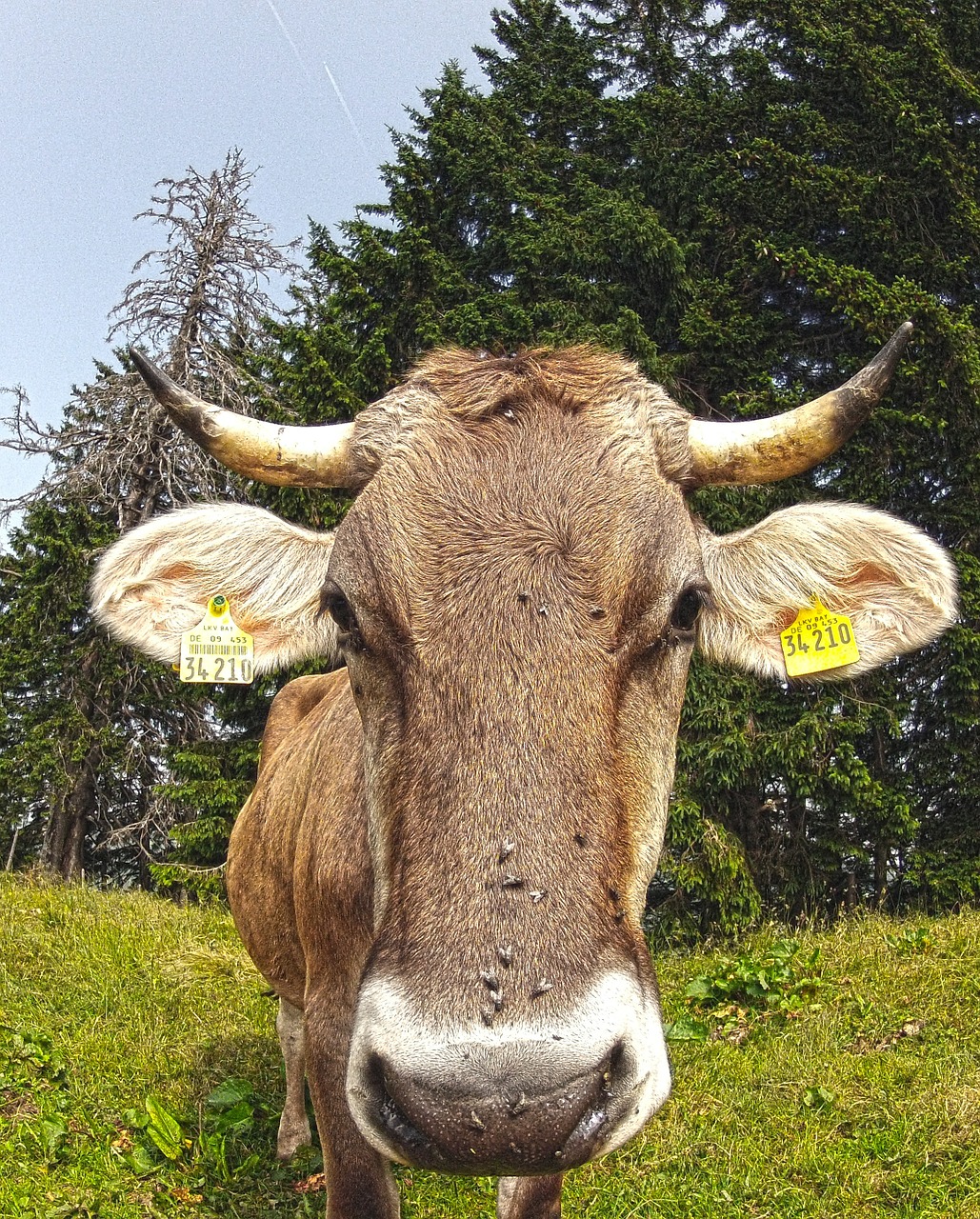 Karvė, Pieno Karvė, Jautiena, Galvijai, Galva, Ragai, Gyvūnas, Rudos Karvės, Kalnai, Allgäu