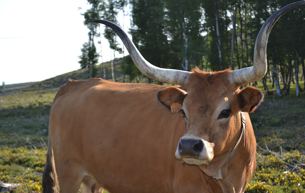 Karvė, Portugal, Ragai, Ganykla, Rousse, Nemokamos Nuotraukos,  Nemokama Licenzija