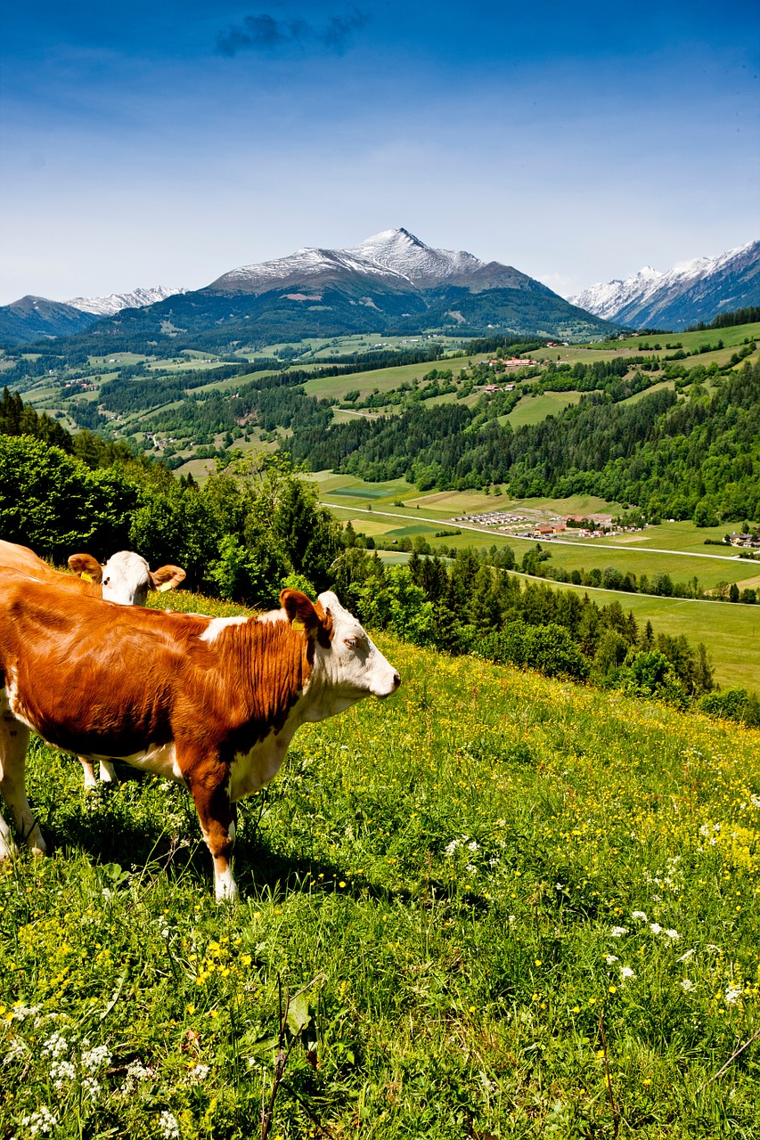 Karvė, Pieva, Austria, Kalnuose, Kraštovaizdis, Nemokamos Nuotraukos,  Nemokama Licenzija