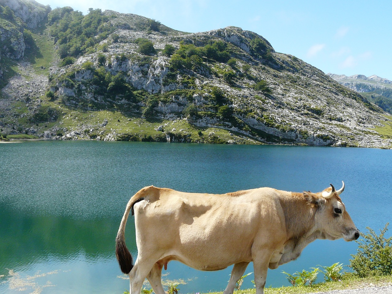 Karvė, Kraštovaizdis, Ežeras, Nemokamos Nuotraukos,  Nemokama Licenzija