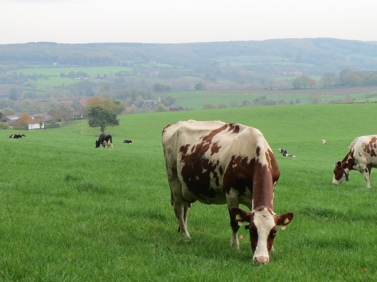 Karvė, Karvės, Jautiena, Gamta, Ganykla, Limburgas, Nemokamos Nuotraukos,  Nemokama Licenzija