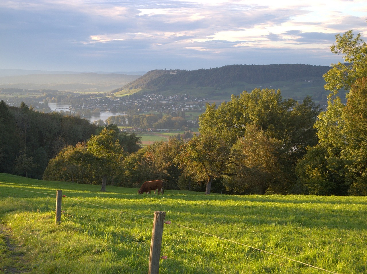 Karvė, Ganymas, Ganykla, Laukas, Ūkis, Žolė, Gyvuliai, Pieva, Kaimas, Žinduolis