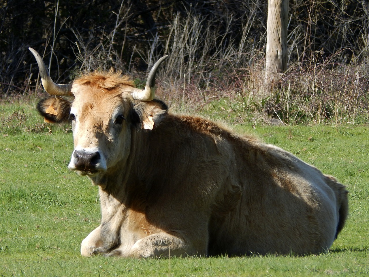 Karvė,  Ragai,  Gyvuliai,  Gyvūnai,  Žalias,  Segovia,  Prairie,  Laukas,  Atrodo, Nemokamos Nuotraukos