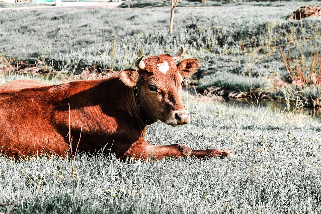 Karvė, Gamta, Gyvoji Gamta, Nemokamos Nuotraukos,  Nemokama Licenzija