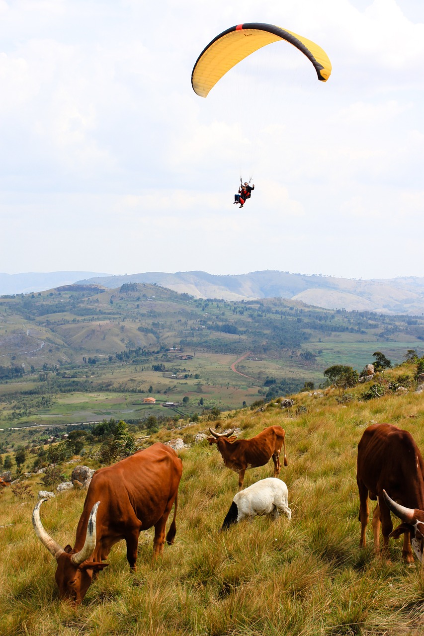 Karvė, Burundis, Paragliding, Gamta, Kalvos, Panorama, Kraštovaizdis, Afrika, Laukiniai, Laukai