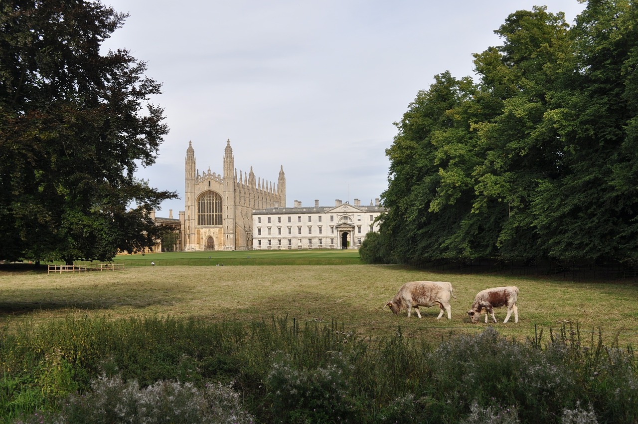 Karvė,  Miestas,  Cambridge, Nemokamos Nuotraukos,  Nemokama Licenzija