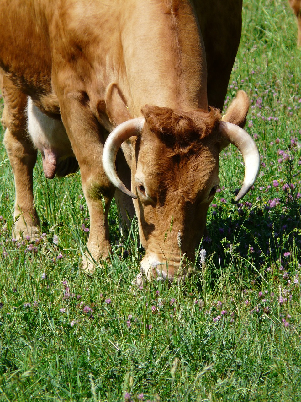 Karvė, Ganyti, Gyvūnas, Padaras, Galvijai, Ragai, Naminiai Galvijai, Priekinė Miško Jautiena, Priekiniai Miškai, Aurochs