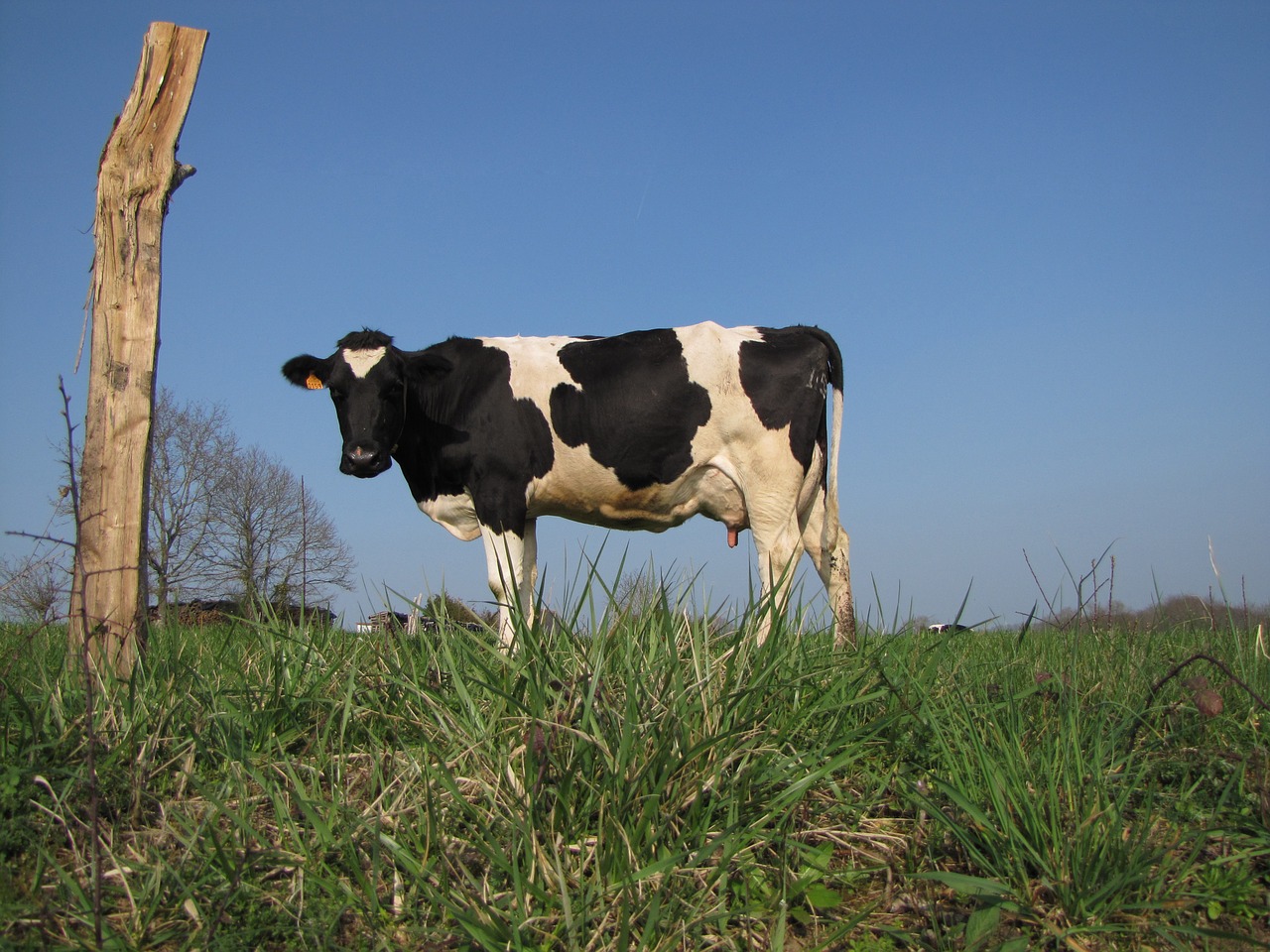 Karvė,  Laukas,  Normande, Nemokamos Nuotraukos,  Nemokama Licenzija