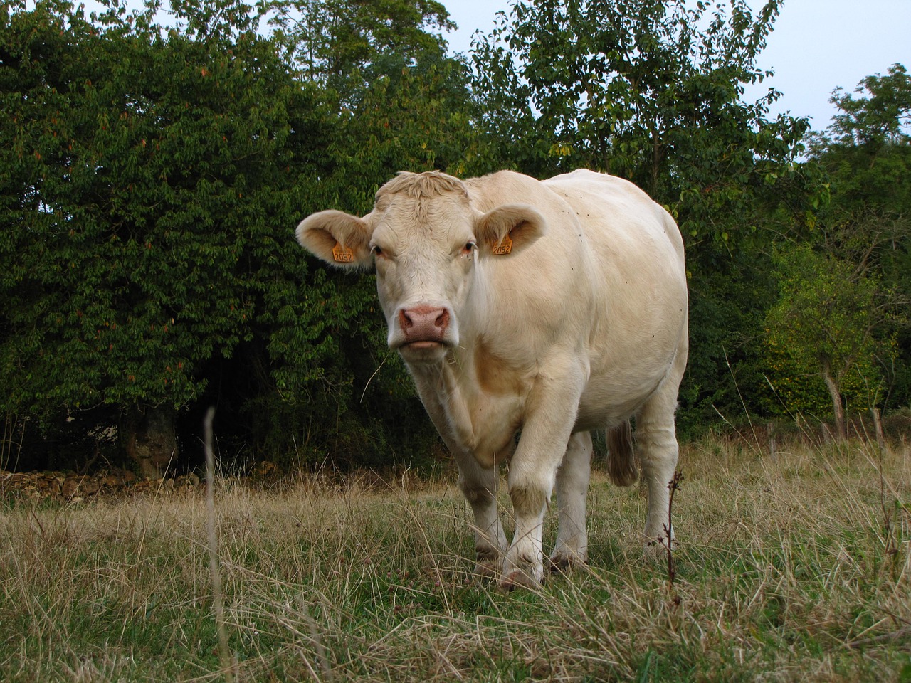 Karvė,  Prairie,  Akliestinės Blondinai, Nemokamos Nuotraukos,  Nemokama Licenzija