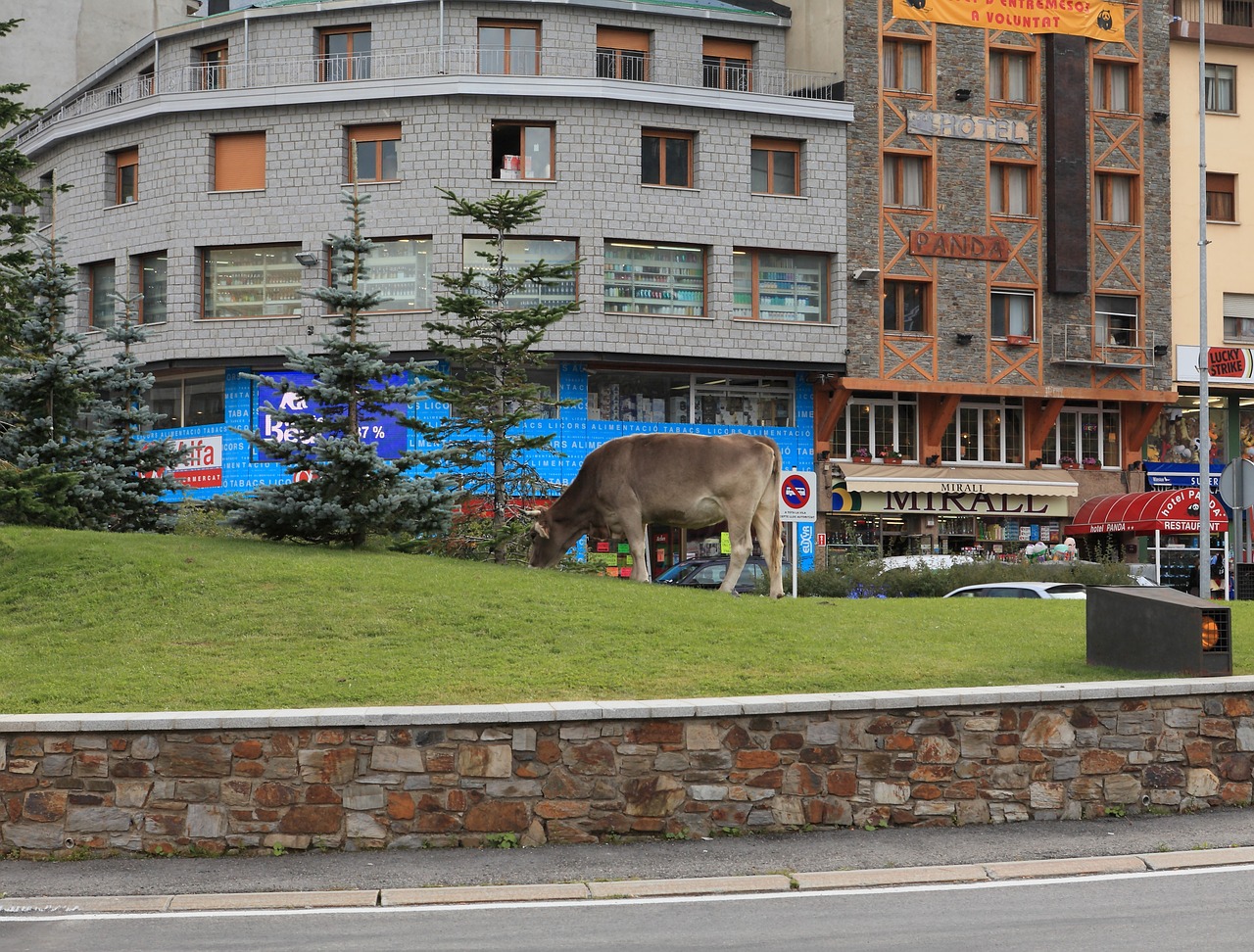 Karvė,  Miestas,  Galvijai,  Gyvūnas, Nemokamos Nuotraukos,  Nemokama Licenzija