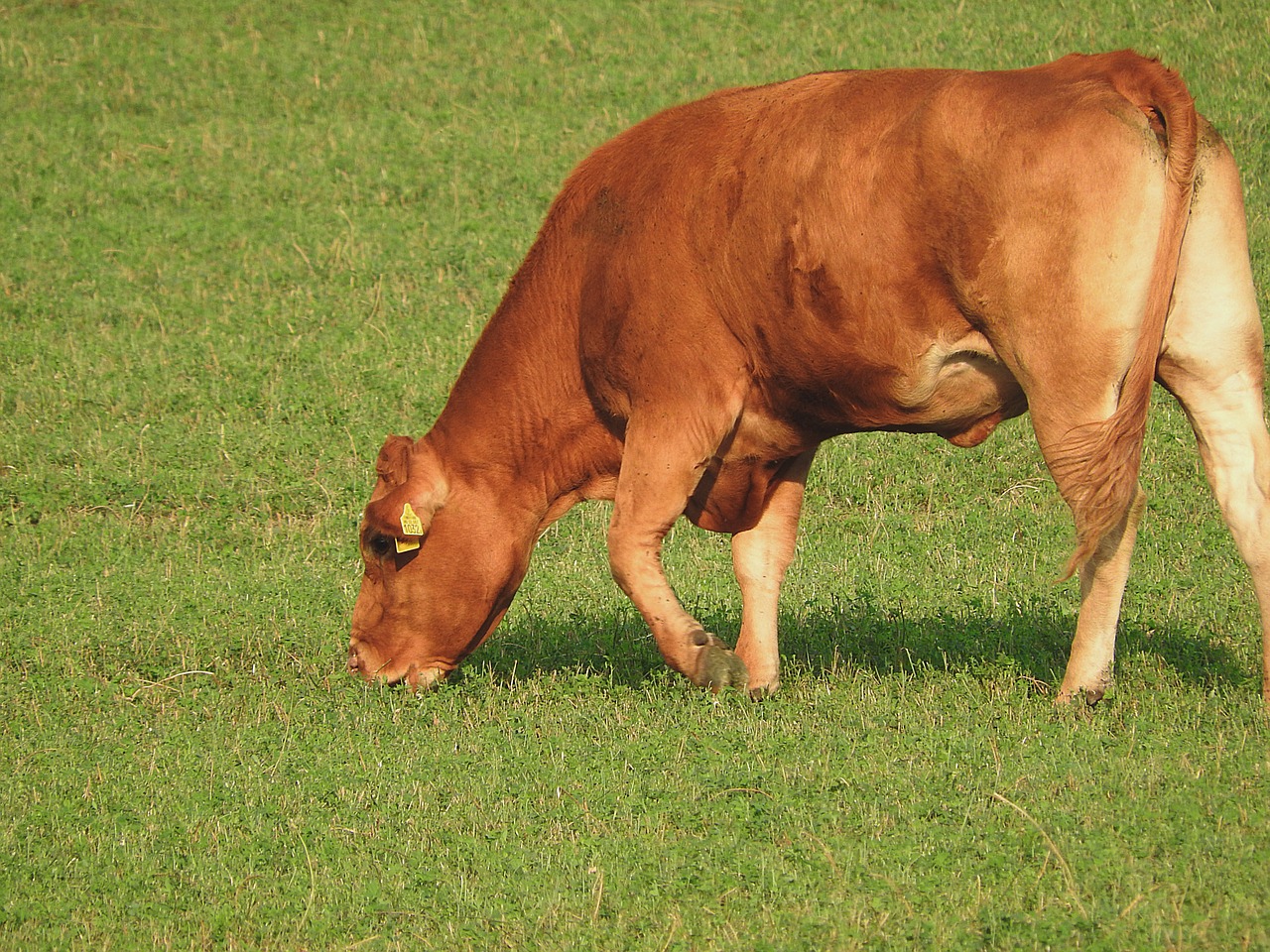 Karvė, Ganykla, Ganyti, Jautiena, Nemokamos Nuotraukos,  Nemokama Licenzija