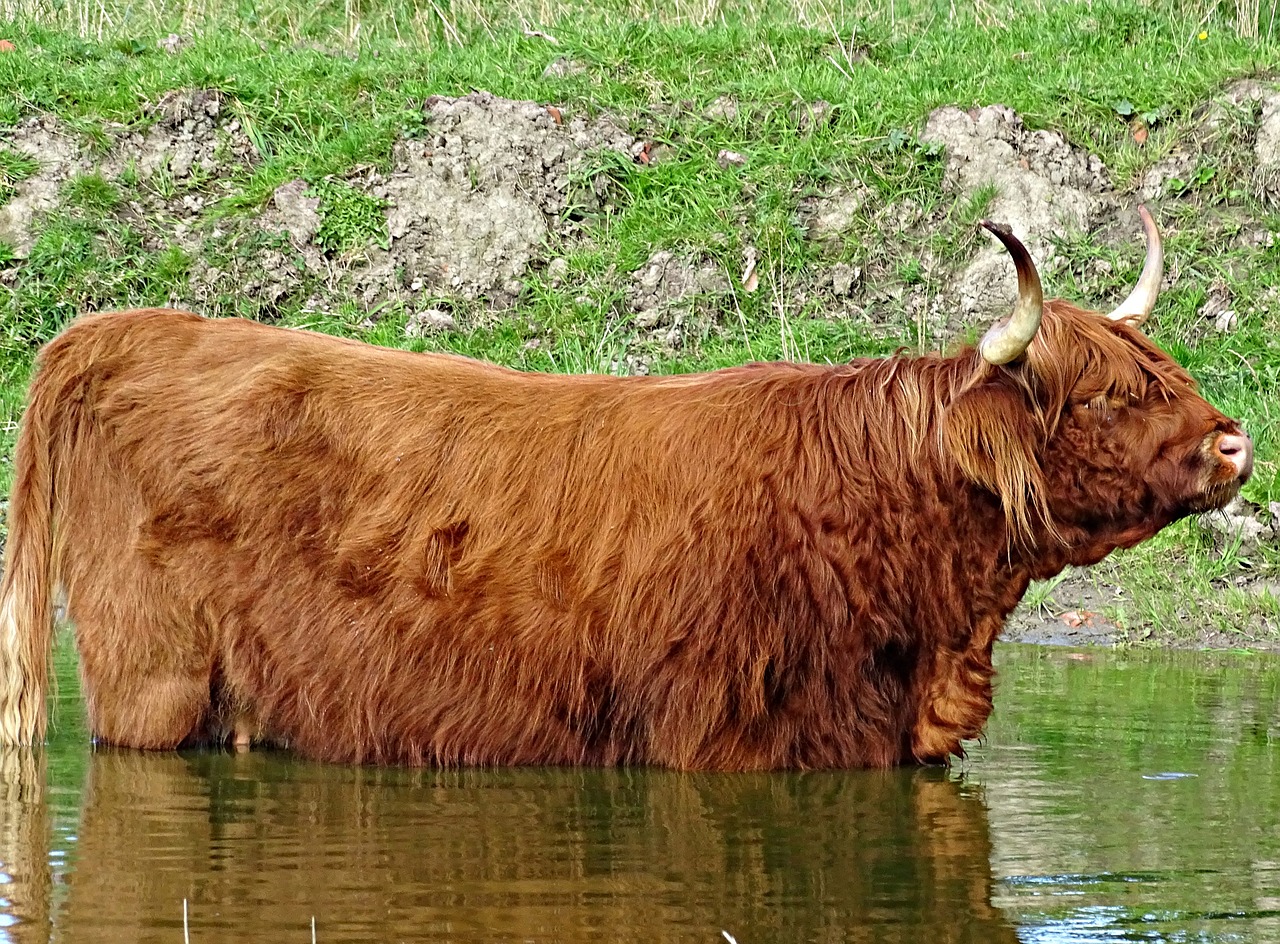 Karvė, Škotijos Kalnai, Vanduo, Daugiau, Ruda, Galvijai, Nemokamos Nuotraukos,  Nemokama Licenzija