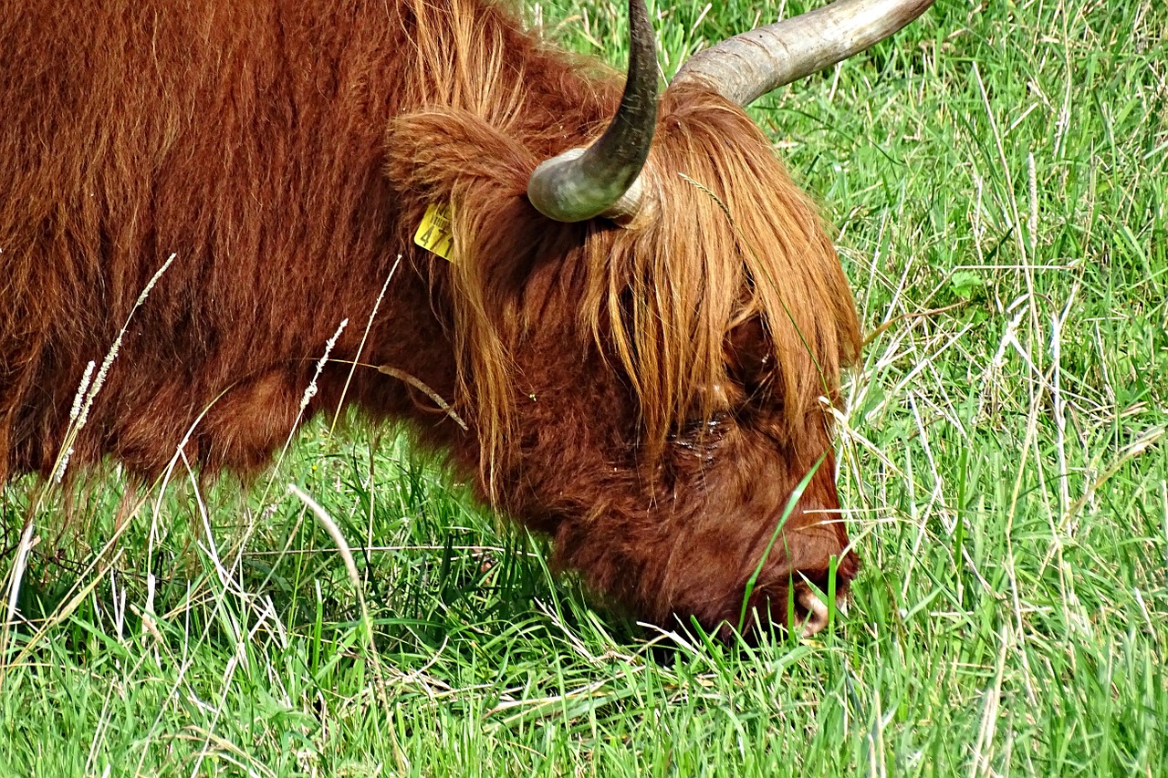 Karvė, Škotijos Kalnai, Galvijai, Ruda, Pieva, Nemokamos Nuotraukos,  Nemokama Licenzija