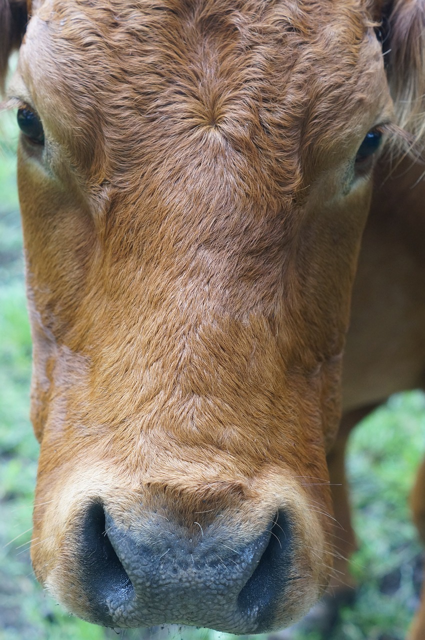 Karvė, Veidas, Uždaryti, Žemdirbystė, Pienas, Galvijai, Ūkis, Kailis, Galva, Vokietija