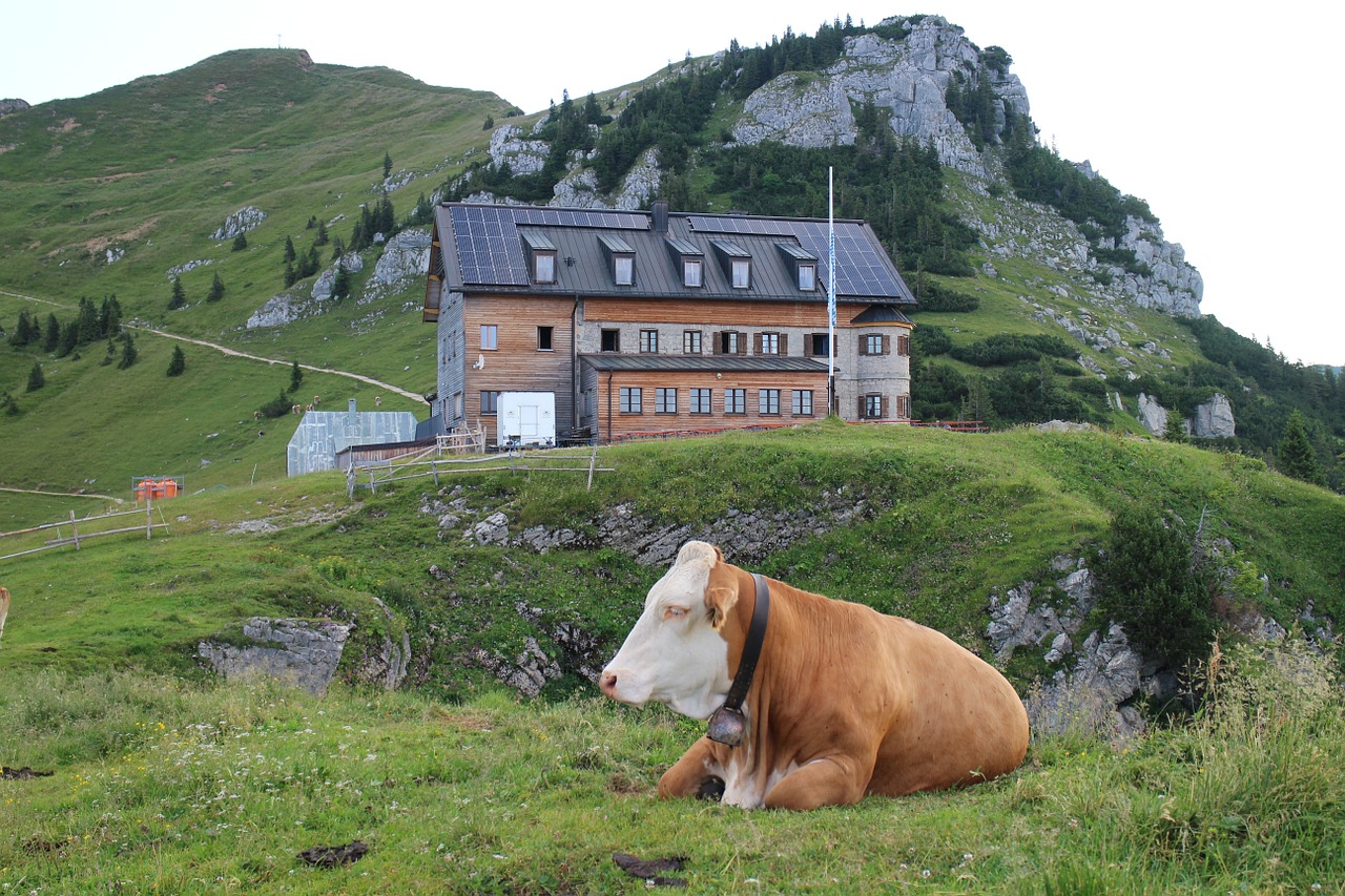 Karvė, Rotwandhaus, Kalnai, Namelis, Kalnų Kelias, Kaimas, Nemokamos Nuotraukos,  Nemokama Licenzija