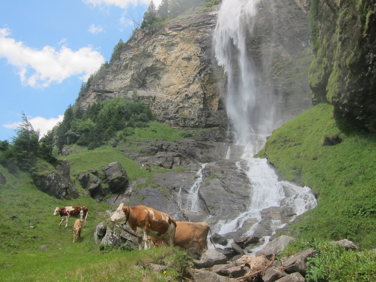 Karvė, Krioklys, Alm, Austria, Gyvuliai, Ganykla, Žemdirbystė, Karvės, Uolos, Kalnai