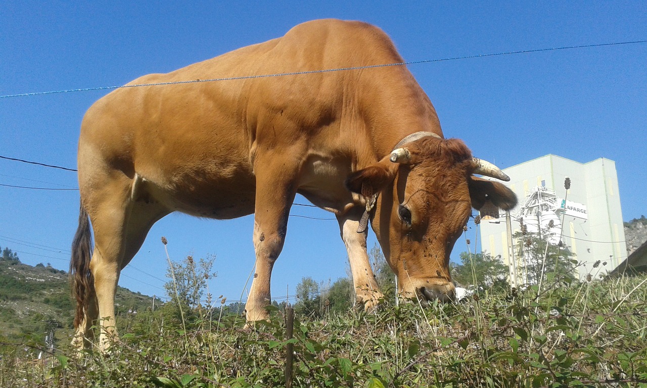 Karvė, Asturias, Gamta, Kraštovaizdis, Nemokamos Nuotraukos,  Nemokama Licenzija