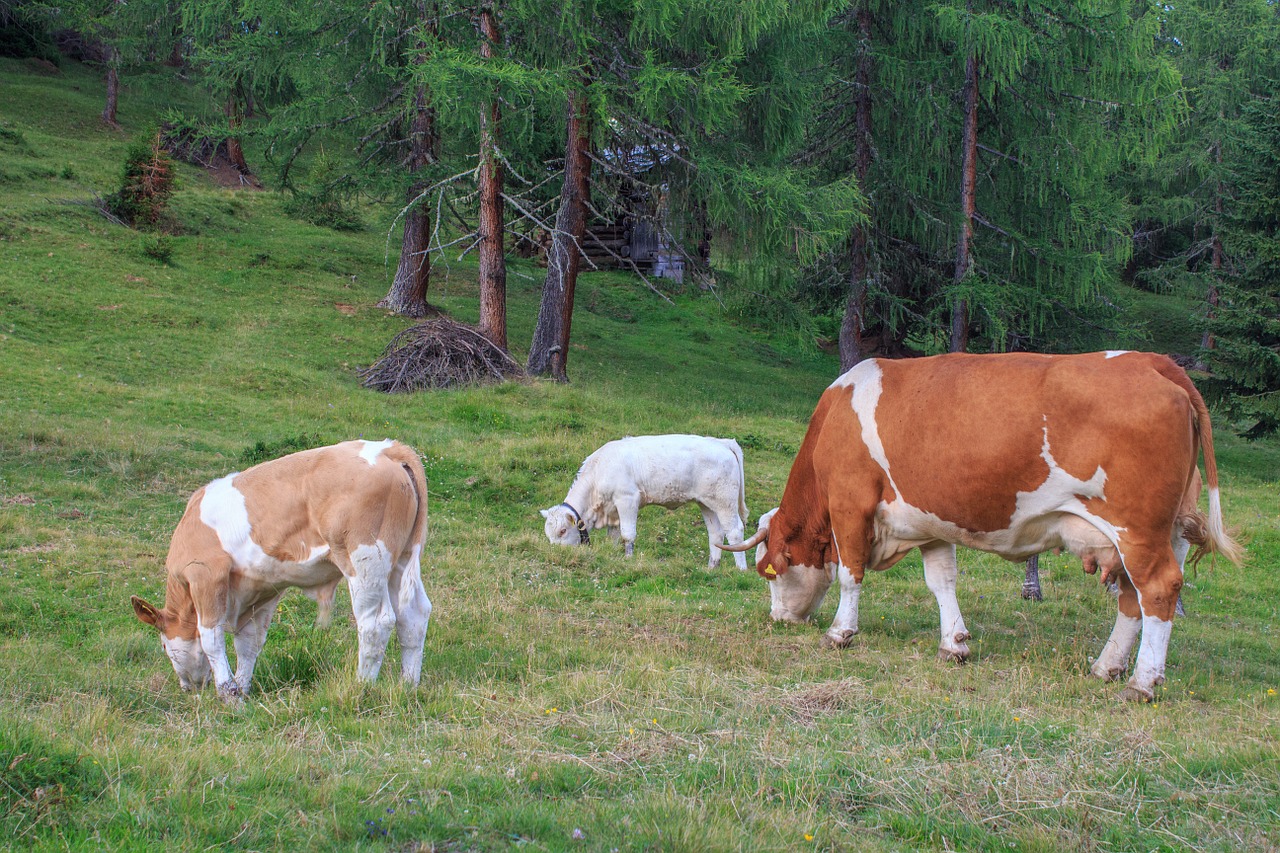 Karvės Bandas,  Galvijai,  Karvės,  Karvė,  Jautiena,  Gyvūnai,  Pieninės Karvės,  Alm,  Ragai,  Flock