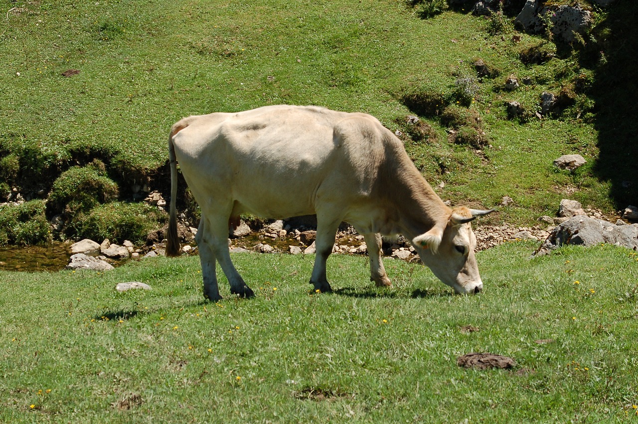 Karvė Pievoje, Covadonga, Vasara, Nemokamos Nuotraukos,  Nemokama Licenzija