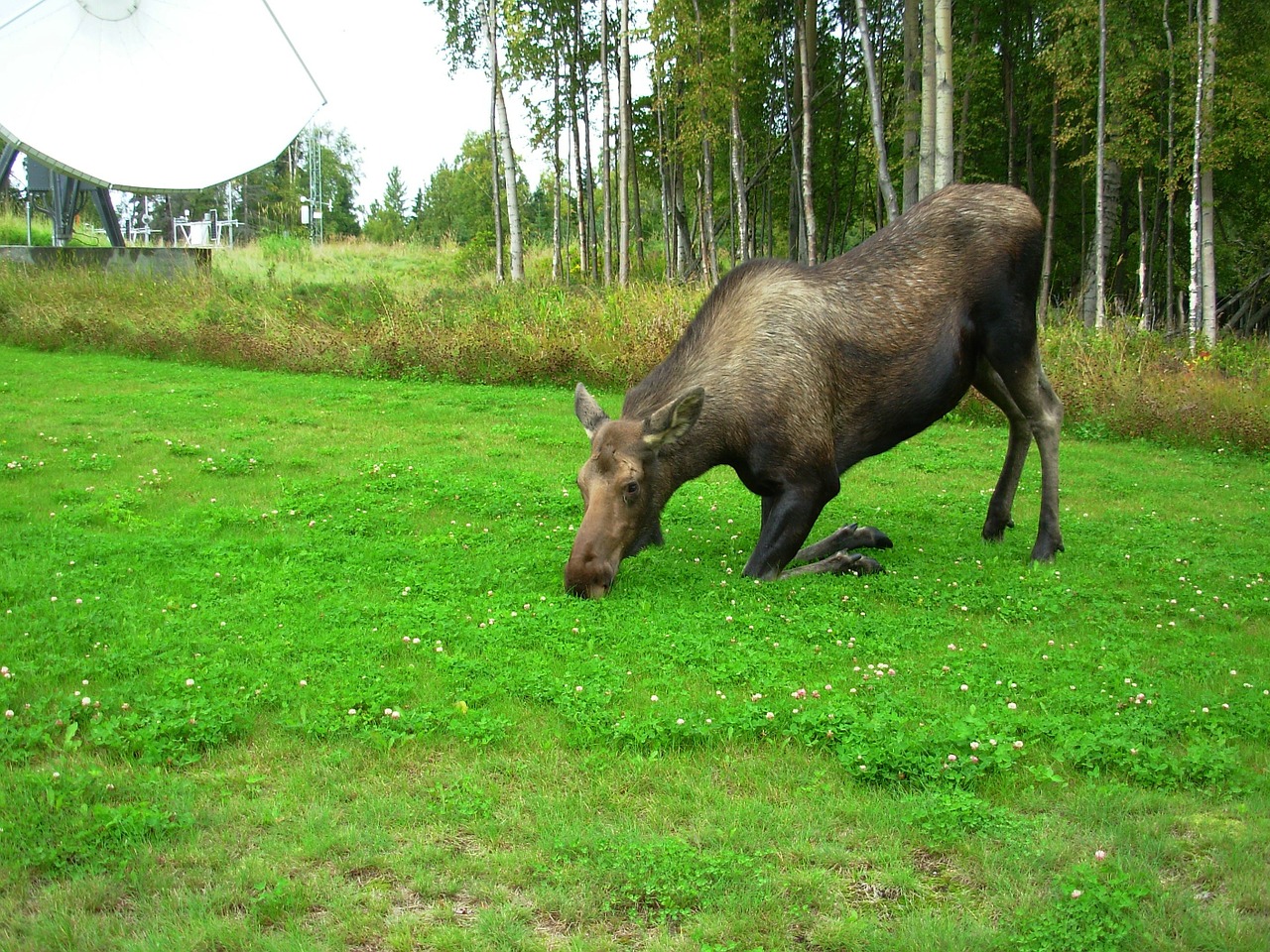 Karvės Auksas, Nuleidimas, Kraštovaizdis, Miškas, Medžiai, Alaska, Dangus, Žolė, Augalai, Šalis