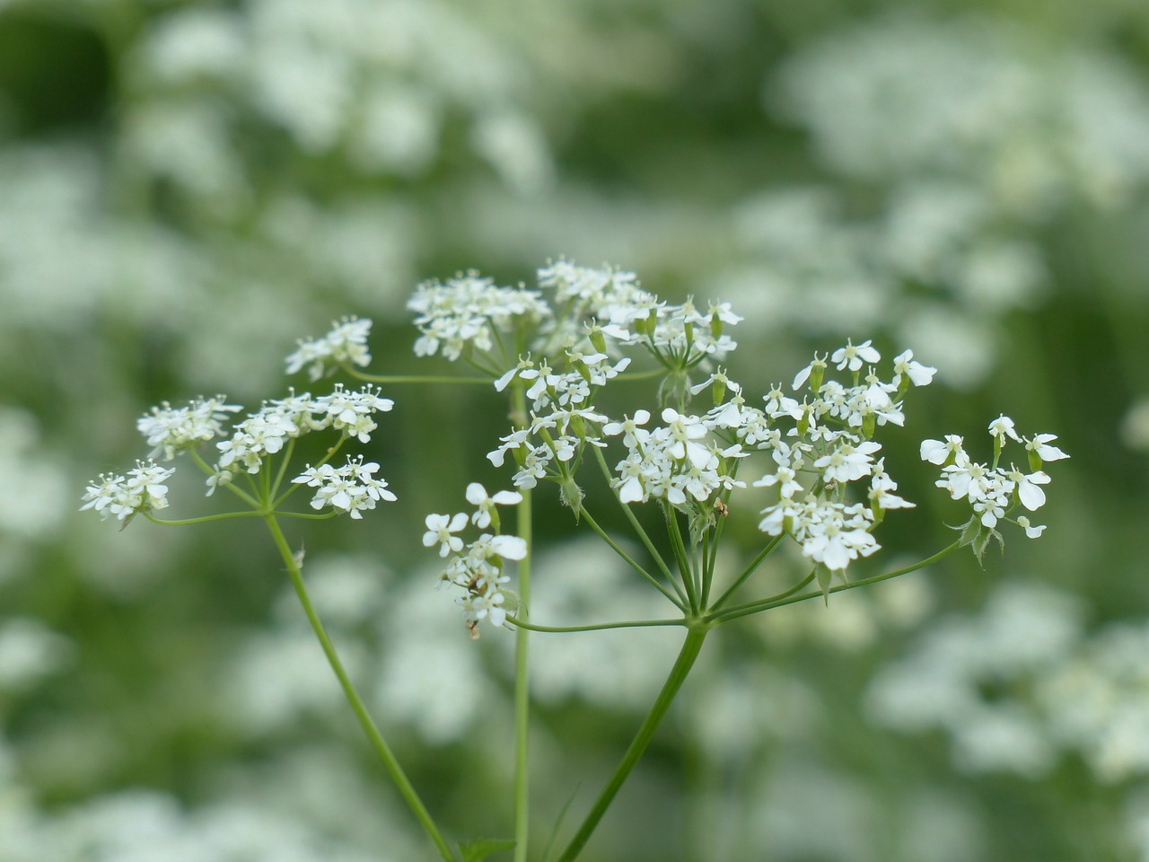 Karvės Petražolės, Žiedas, Žydėti, Balta, Laukinis Temulas, Anthriscus Sylvestris, Chaerophyllum Sylvestre, Chervilas, Anthriscus, Umbelliferae